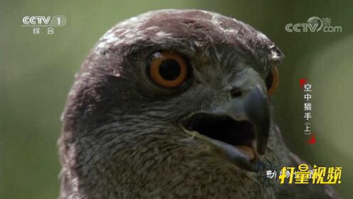 鹰的视力为何如此强大？来了解下其与众不同的眼睛构造