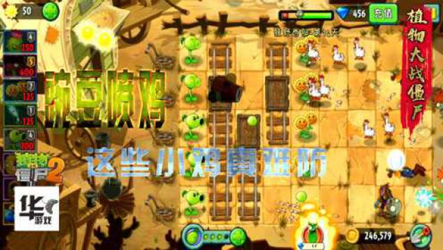 pvz2中文版:狂野西部(第14天)豌豆喷鸡 这些小鸡真难防