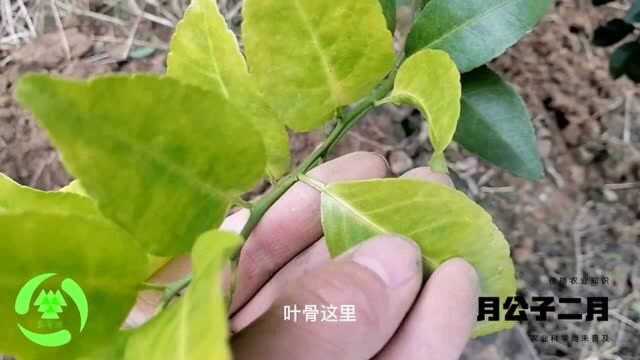 柑橘一到秋季就黄化,和我一起找原因