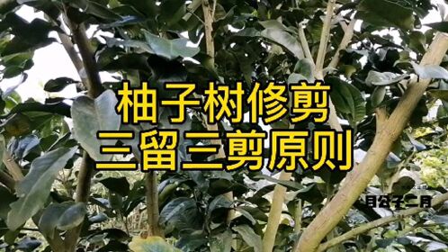 柚子树修剪上集,蜜柚修剪三留三剪