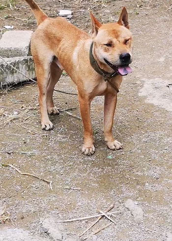 广西土猎大黄狩猎者