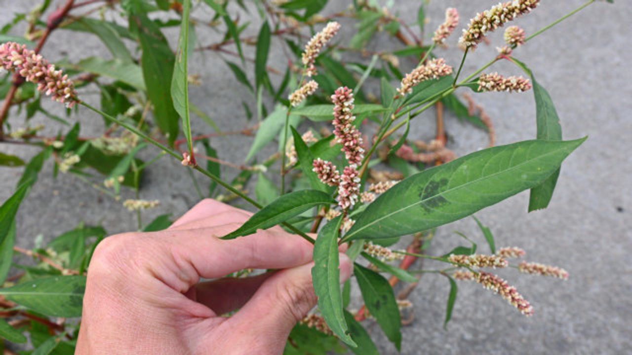 烦人的野草酸模叶蓼,大家不要认错了,当野生蔬菜吃过吗?