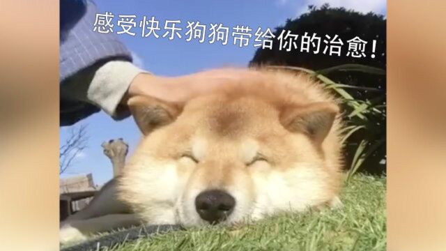 狗狗的快乐其实很简单!【快乐狗狗合集】