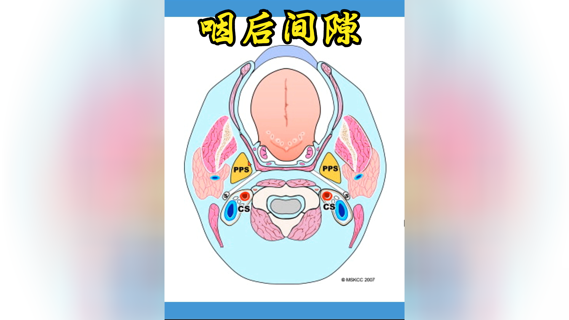 口腔解剖生理学:咽后间隙