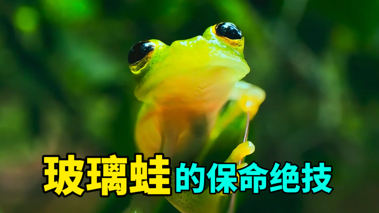 玻璃蛙的保命绝技,真是长见识了_腾讯新闻