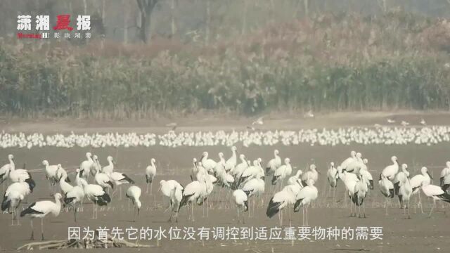 国家一级保护鸟类觅食困难生存堪忧 只能冒险偷食人类鱼塘 保护区:正陆续投放食物