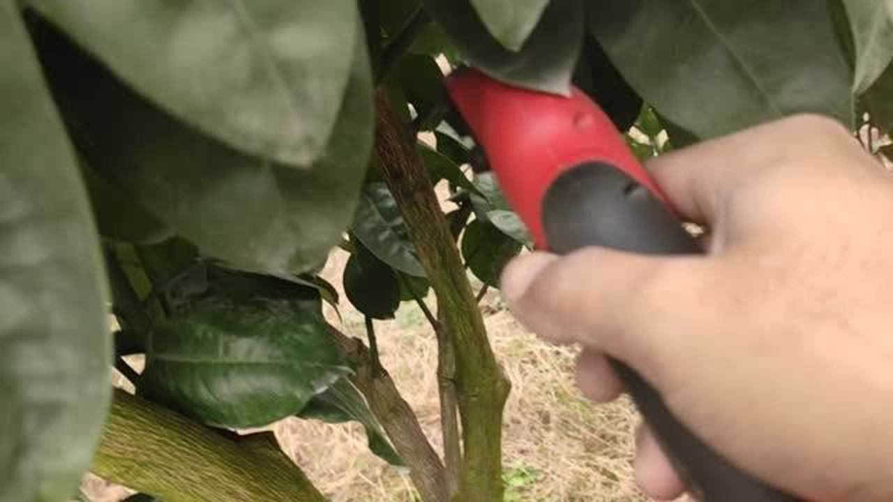 柚子树接不住果实操修剪解决营养的竞争问题