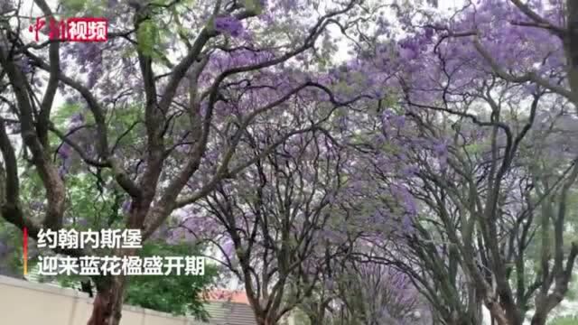 蓝花楹盛开!南非约翰内斯堡一夜成“花城”