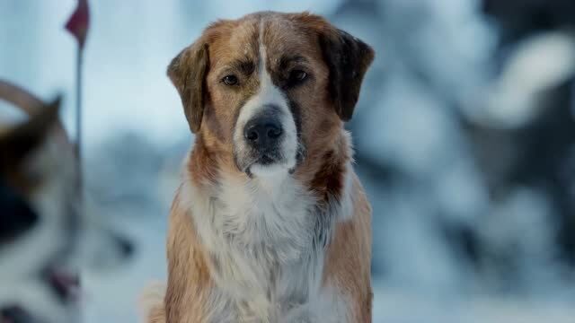 《野性的呼唤》巴克临危受命,带领雪橇犬小队满血出发~