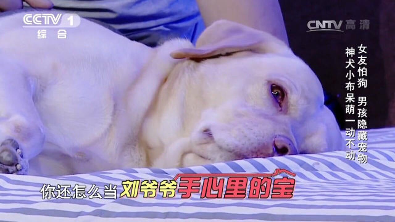 女友怕狗,小伙隐藏宠物太逗,宠物狗还会自弹自唱?_腾讯视频