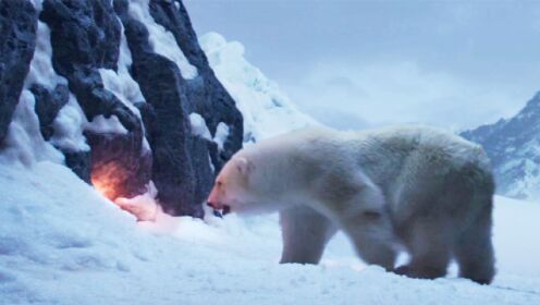 冒险片：男子被困北极无人区，救援飞机又坠毁，还得躲着北极熊