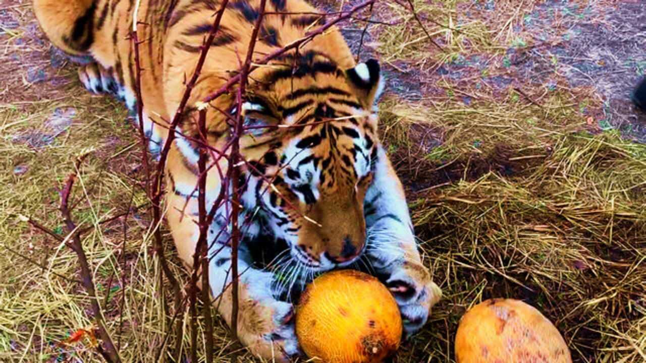 俄罗斯家养老虎,看它是否会喜欢吃水果