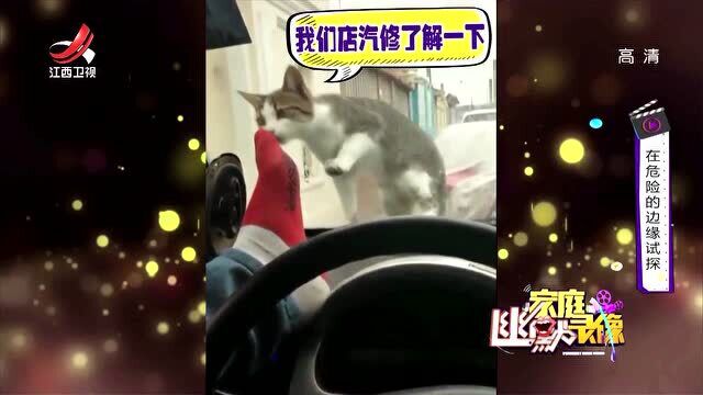 男子踹一下车玻璃,想吓唬窗外的猫咪,不料这玻璃有点脆