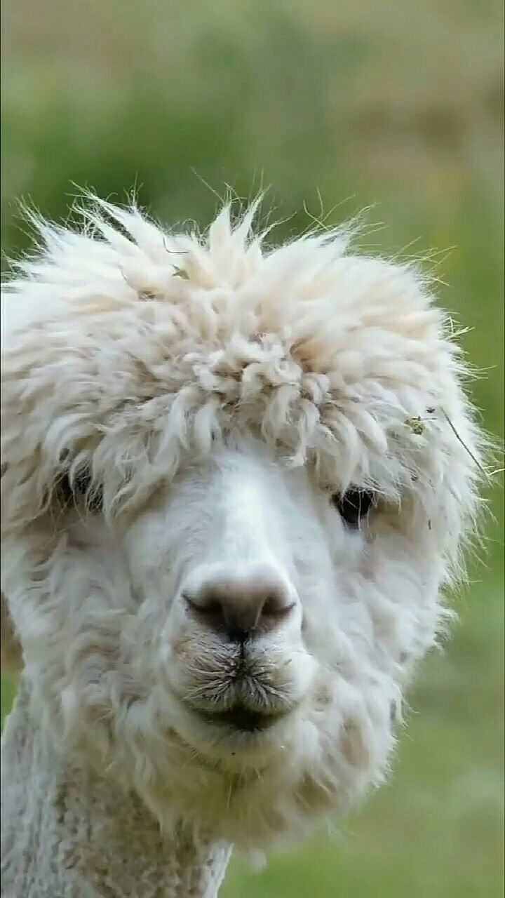 神兽羊驼超级可爱#动物#羊驼