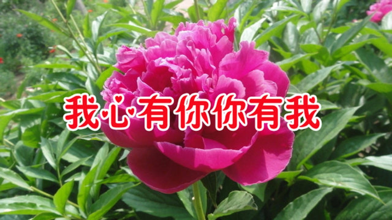 依然晓东一首我心有你你有我甜蜜柔情好听醉人