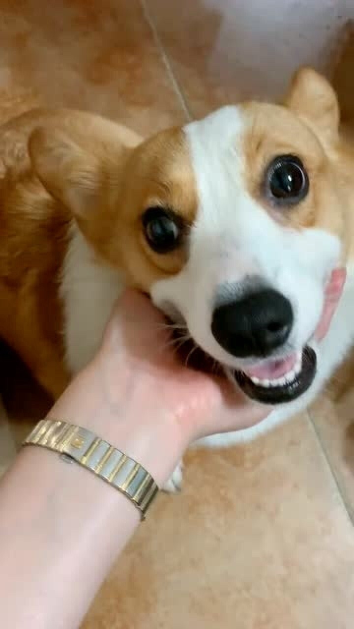 今天终于配合我了一次两个眼睛一眨一眨的配上我的歌太萌了