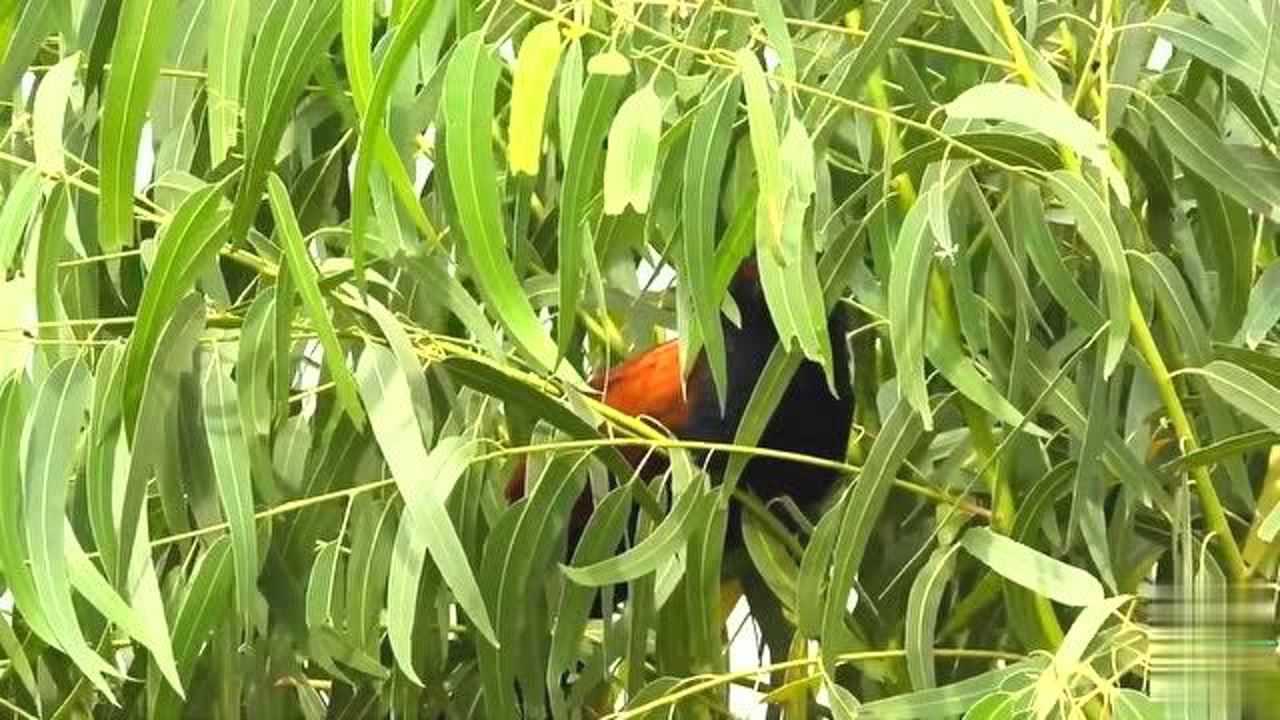 红毛鸡低沉的鸣叫声,藏在茂密的树丛里,声音可以传得很远