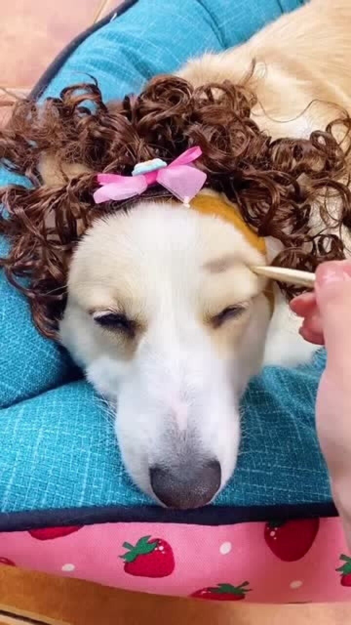 狗界美妆博主来袭!