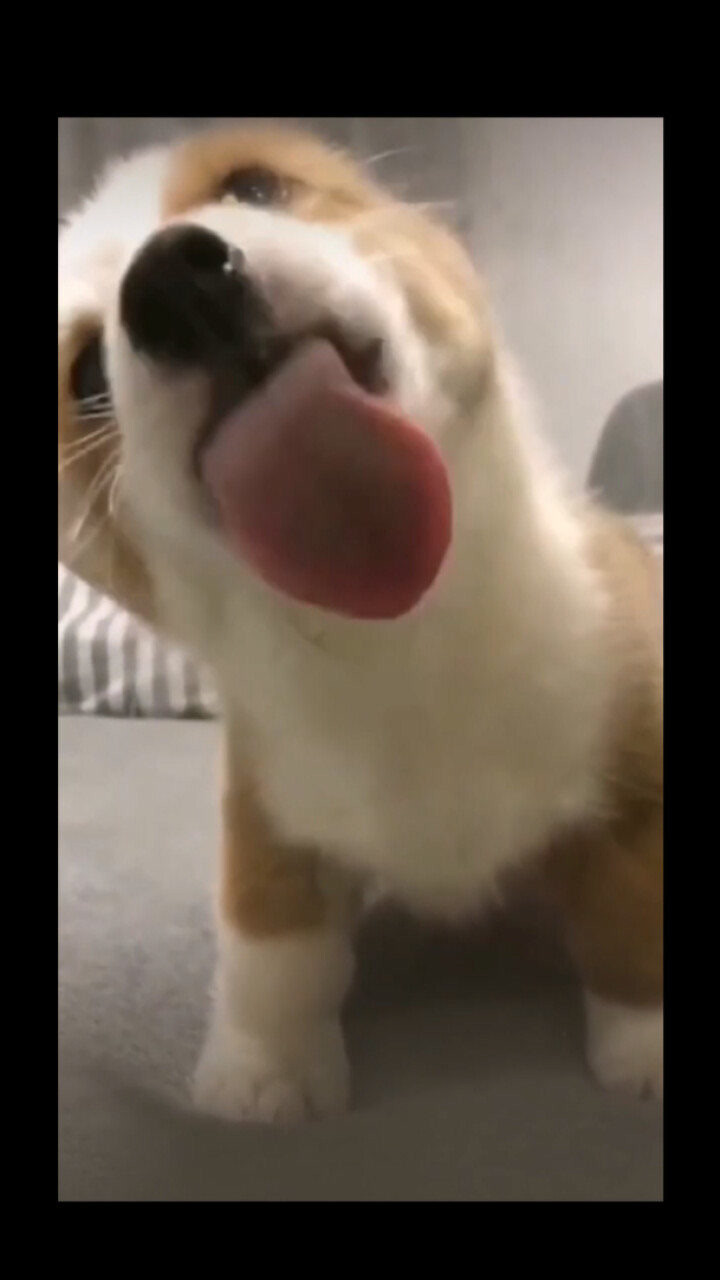 舔狗——可爱狗狗舔屏_高清