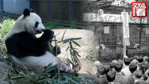 盘点48年中日“熊猫外交”史，看懂日本人为何如此痴迷大熊猫