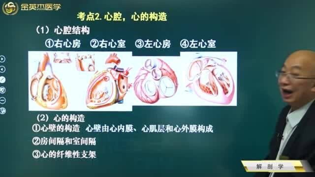 临床解剖学:脉管系统下的心的构造,心腔的构造,左右心房,左右心室.