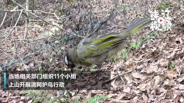 白头翁身陷“飞鸟陷阱” 海宁“特别行动组”进山一天拆除捕鸟网36副