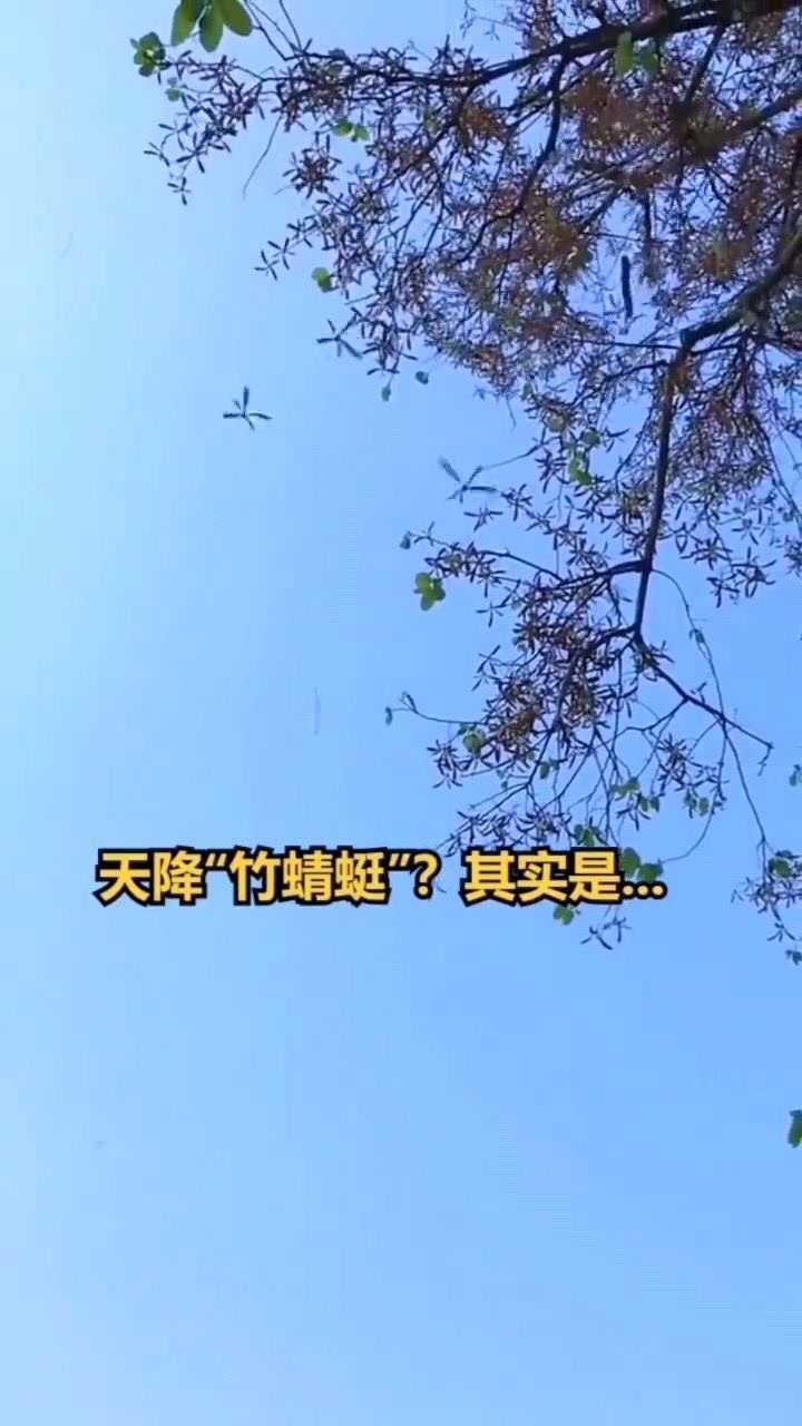 天降竹蜻蜓其实是泰国白柳桉的果实飘落