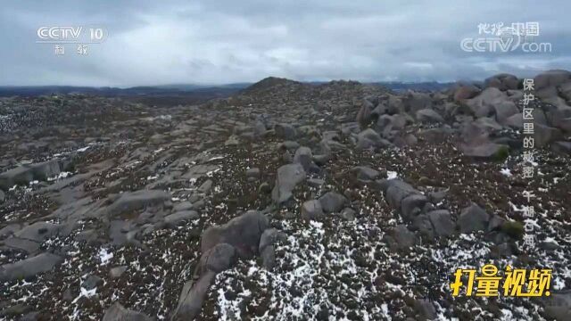 深入海子山腹地,越来越多裸露的岩石充斥在四面八方