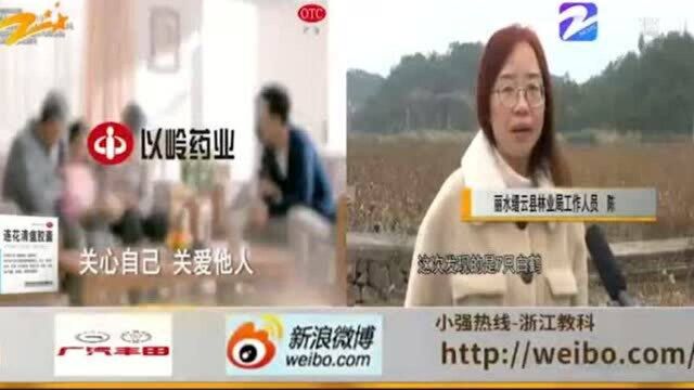 鸟类活化石! 国家一级濒危动物白鹤现身缙云