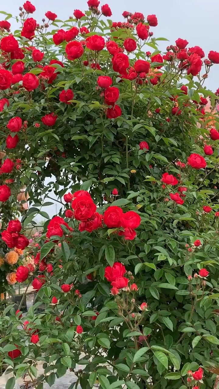 四季红木香多季循环开花花量超多