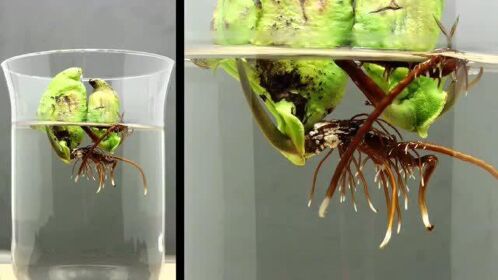 芒果核在水里发芽生长的全过程