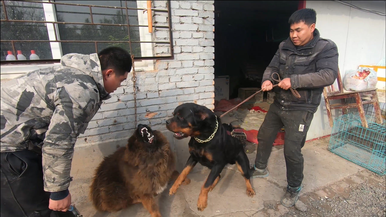 藏獒花猫极不配合小丁的工作还以呲牙相威胁那就放黑豹吧