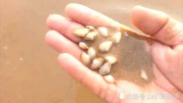 遍地的海瓜子虽然味道鲜美但实在太多了本地都没人要