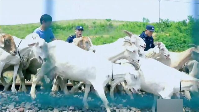 小偷为偷铁轨扣件,竟让儿子在轨道上放羊做掩护,差点酿成惨剧