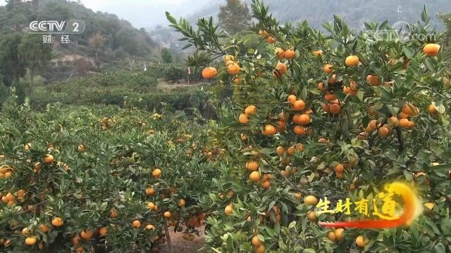 浙江三门漫山遍野的柑橘成熟,成农民致富“黄金果”