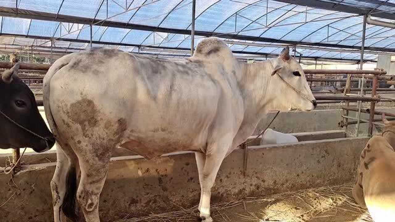 云南边界牛市这样个头高大驼峰品种牛过称42一公斤肉质好吗