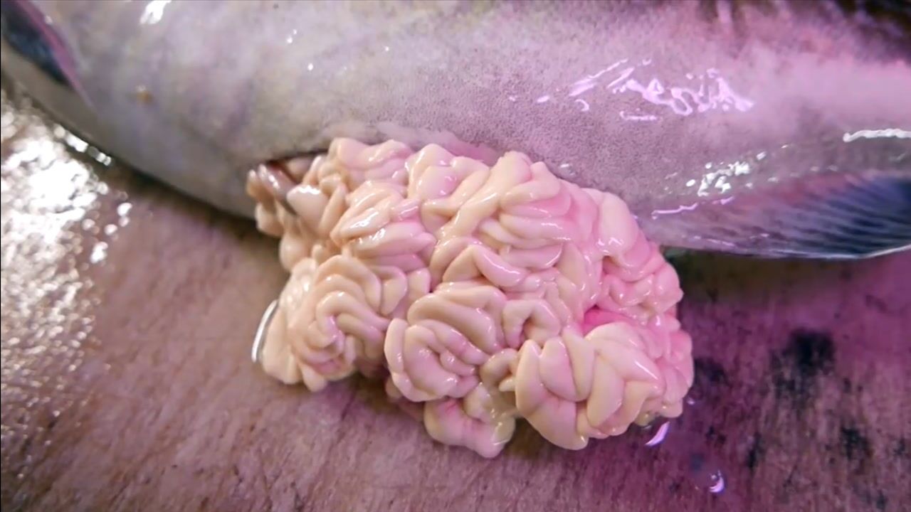 日本备受追捧的"白子",被称为不可描述的美食,这是为什么?