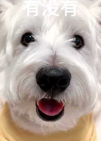 这只狗已经胖出天际的,看这个双下巴,厚厚的一层