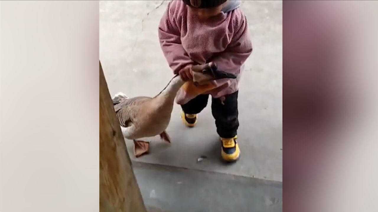 3岁萌娃抓住鹅脖子高喊要吃鹅肉网友伤害性不大侮辱性极强
