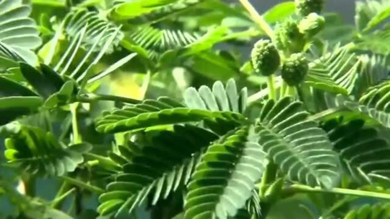 植物的尖叫声你听过吗这几样稀有的绿色植物居然真的会发出声音