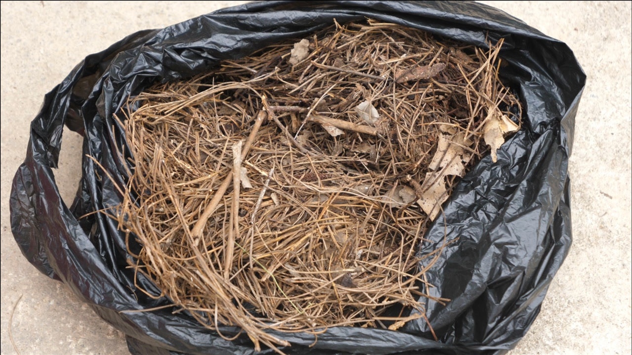 这样制作松针土,不花一分钱用来养花,开花多