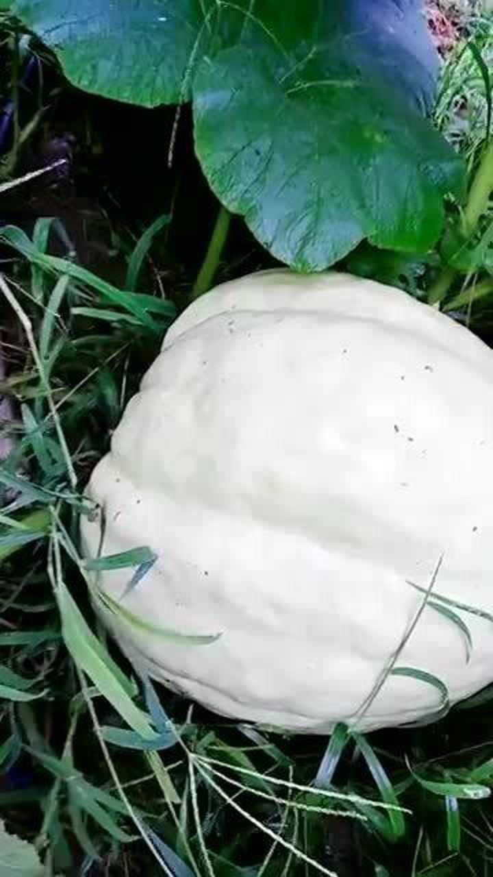 草丛里发现,白色的还这么个大,有谁知道这是什么瓜?