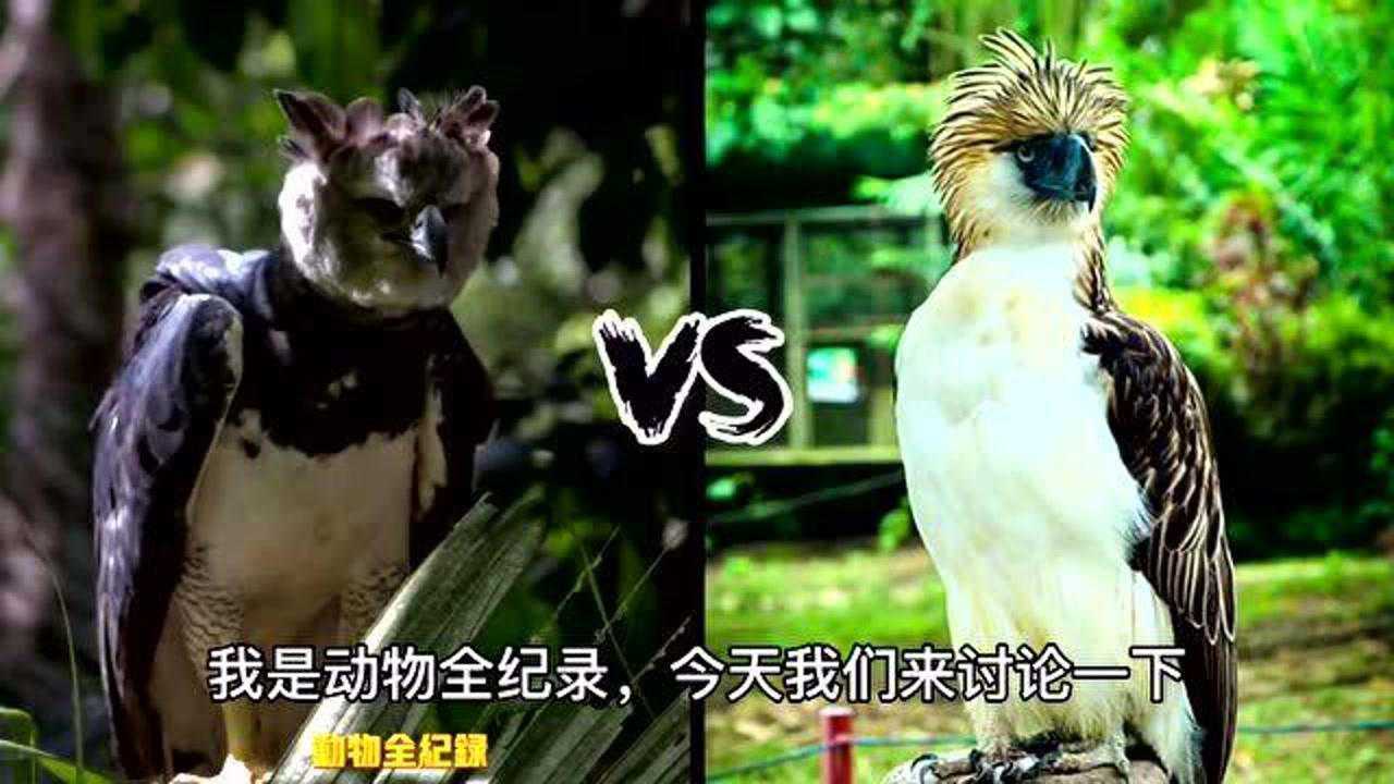 食猿雕和美洲角雕,到底谁更强?由你来判定《动物世界》