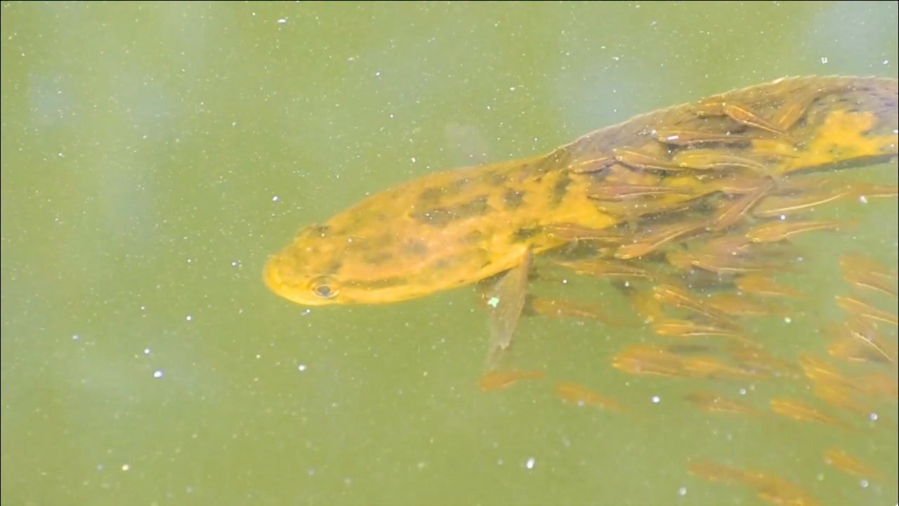 这就是人们所说的黑鱼护崽现象