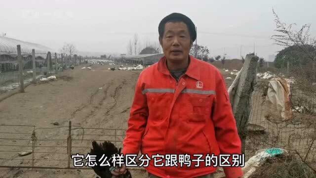 河南农村大叔养4000多只非洲雁供不应求,带大家看看