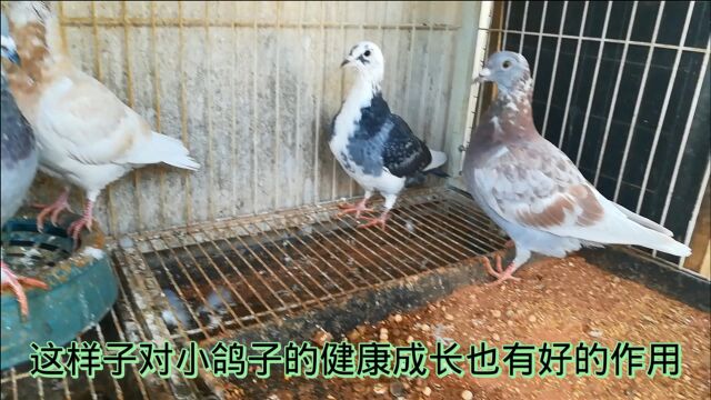 农村鸽子养殖并不难,需要做好这几点,宇哥分享五年来累积的经验