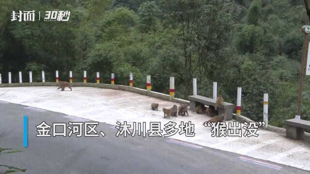 四川乐山多地“猴出没” 农家乐老板一吆喝,猴群下山吃“早餐”