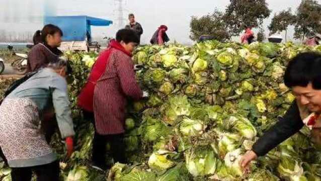 河南获嘉宣阳驿村大白菜,颗颗饱满瓷实,500000斤直送北京