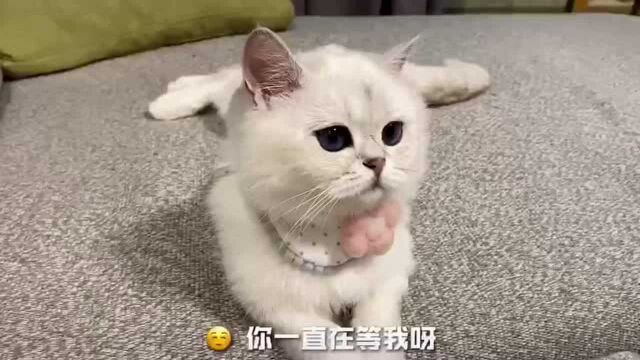 难怪说男生不能养猫呢,原因在此!