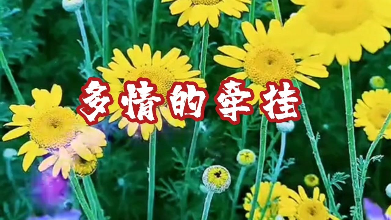 梅朵演唱的《多情的牵挂》,真的是太动听了